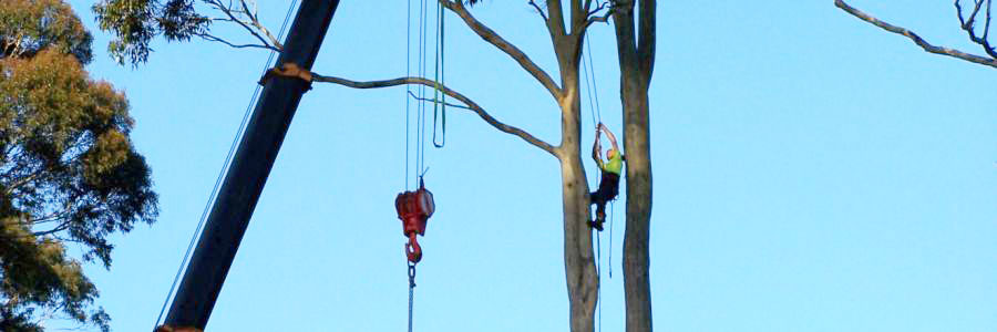 Eurobodalla Tree Services