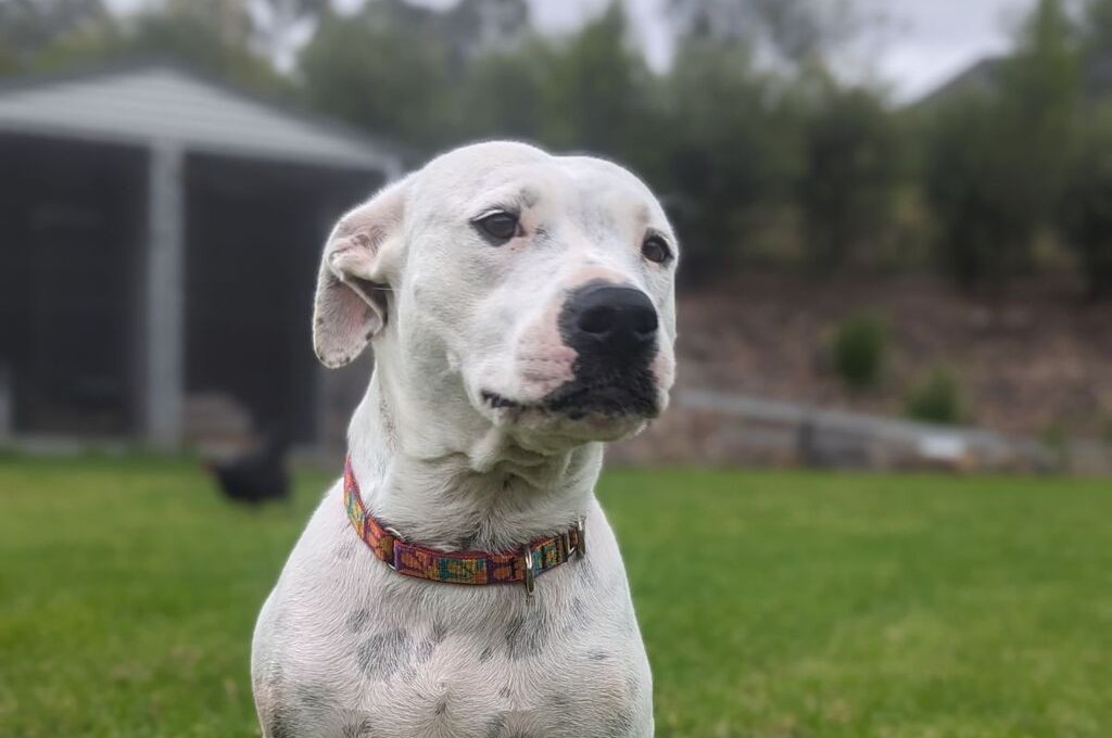 XENA ( ADOPTED )