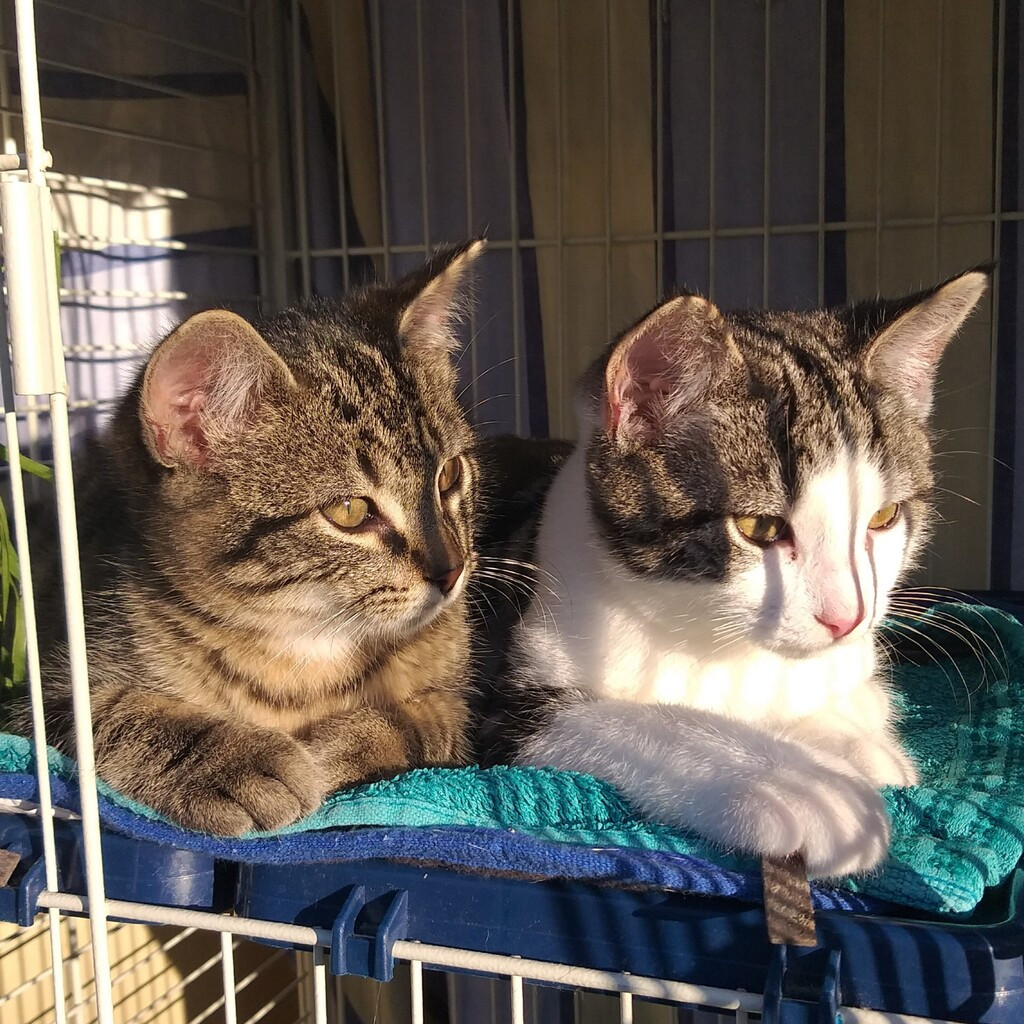 Marvin and Norbert ( ADOPTED )