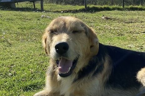 VINCENT (ADOPTED )